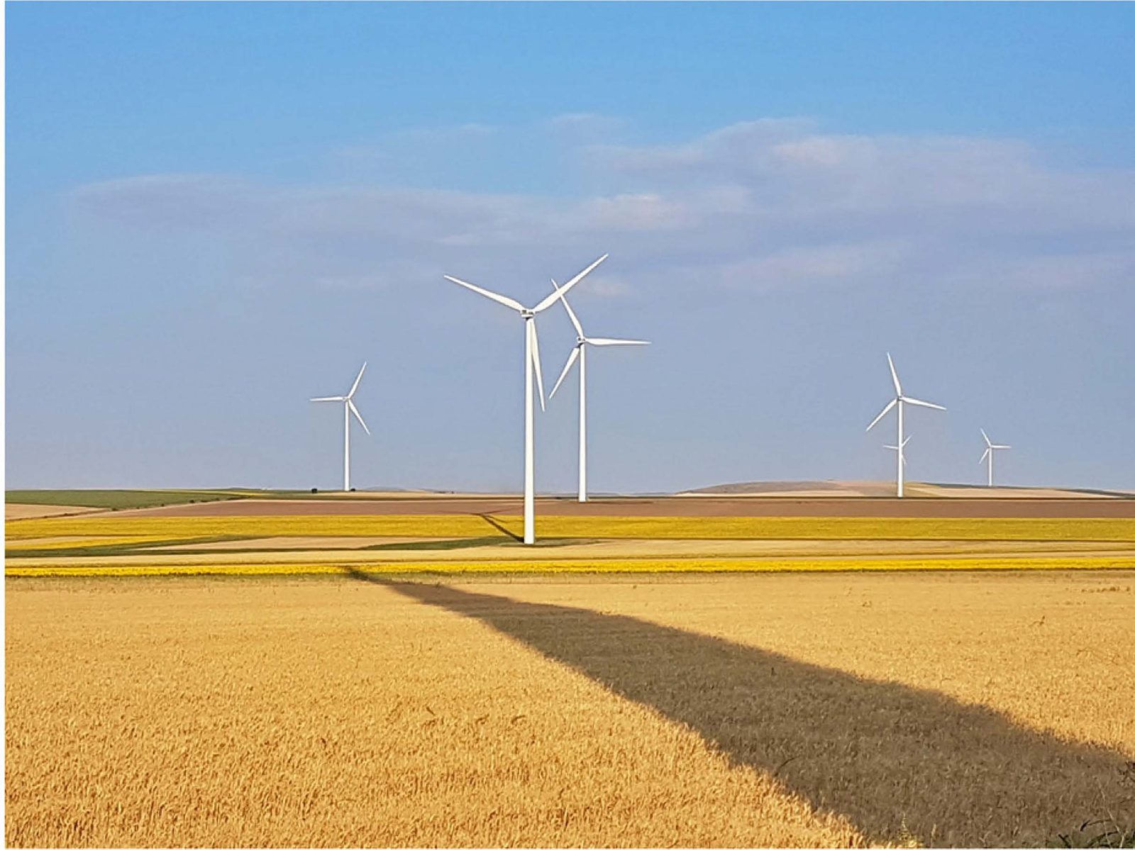 Turbine peste lanuri de grâu și rapiță, la Albești, Constanța